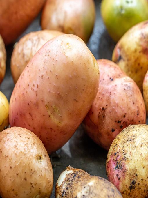 Title details for Requiem for Potatoes by Adam Reta translated by Bethlehem Attfield - Wait list